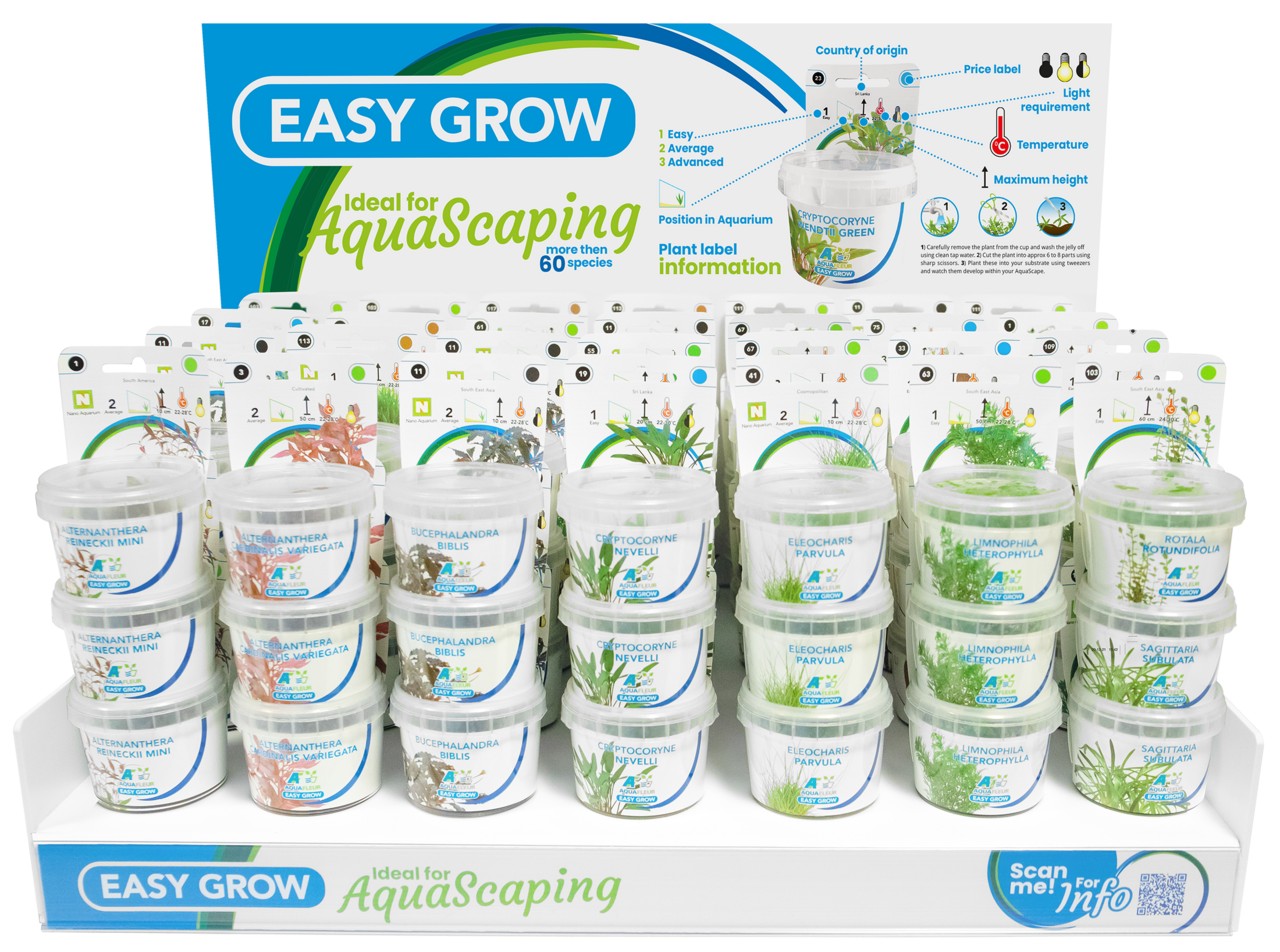 Aquafleur Helanthium tenellum Easy Grow