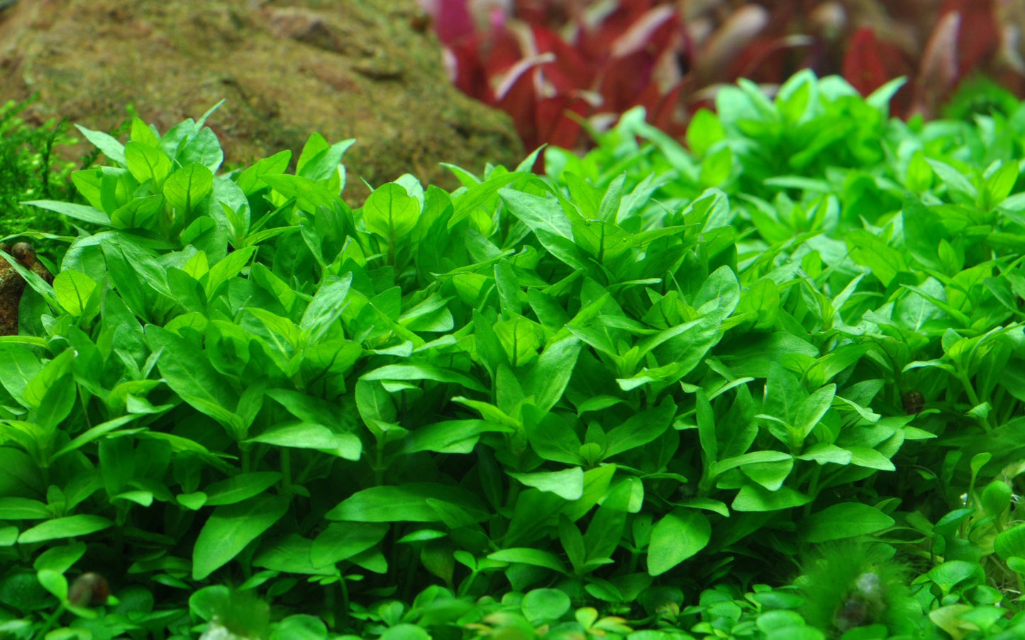 Aquafleur Staurogyne repens Easy Grow