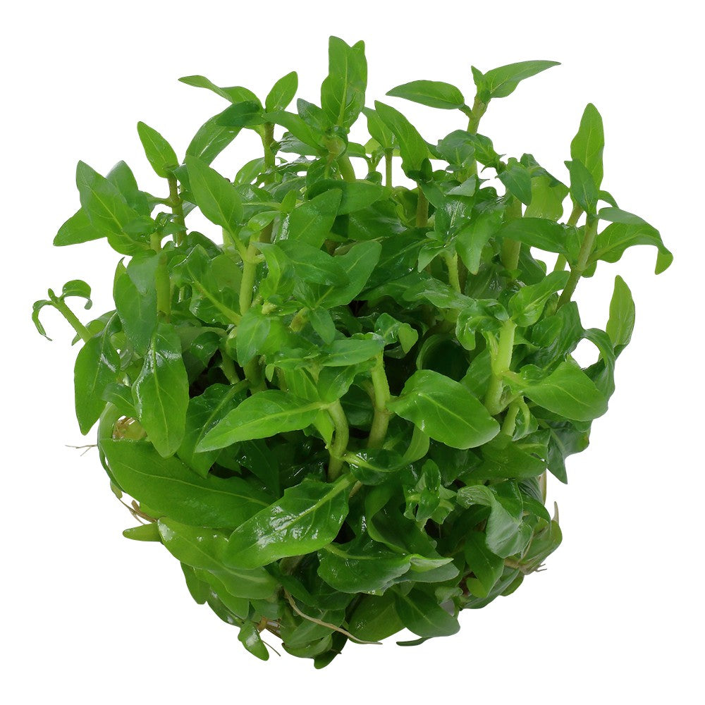 Aquafleur Staurogyne repens Easy Grow