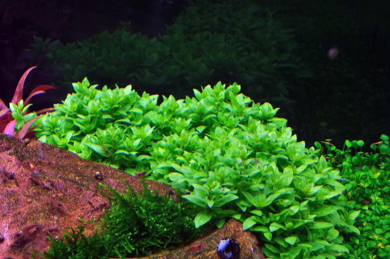 Aquafleur Staurogyne repens Easy Grow