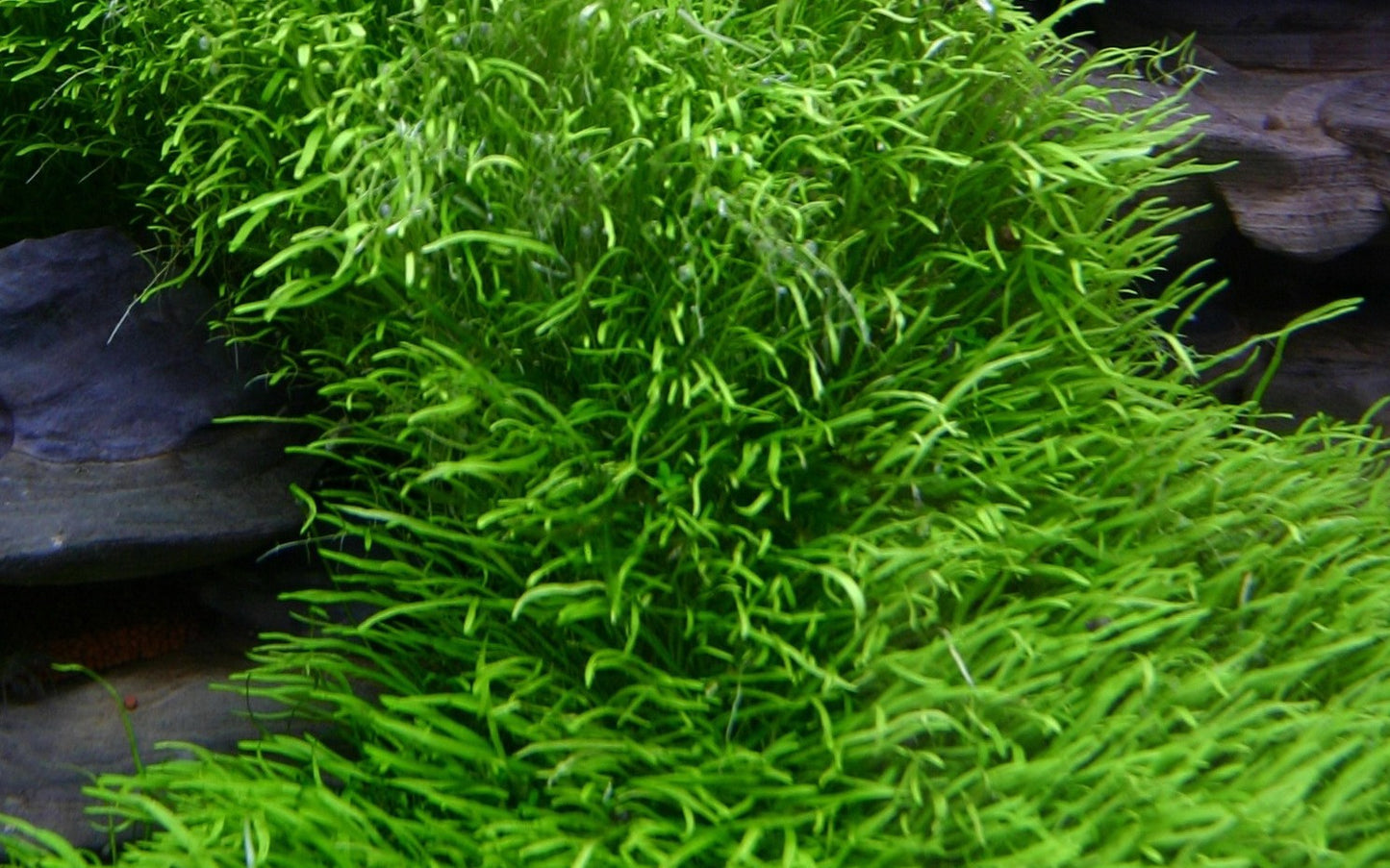 Aquafleur Utricularia graminifolia Easy Grow