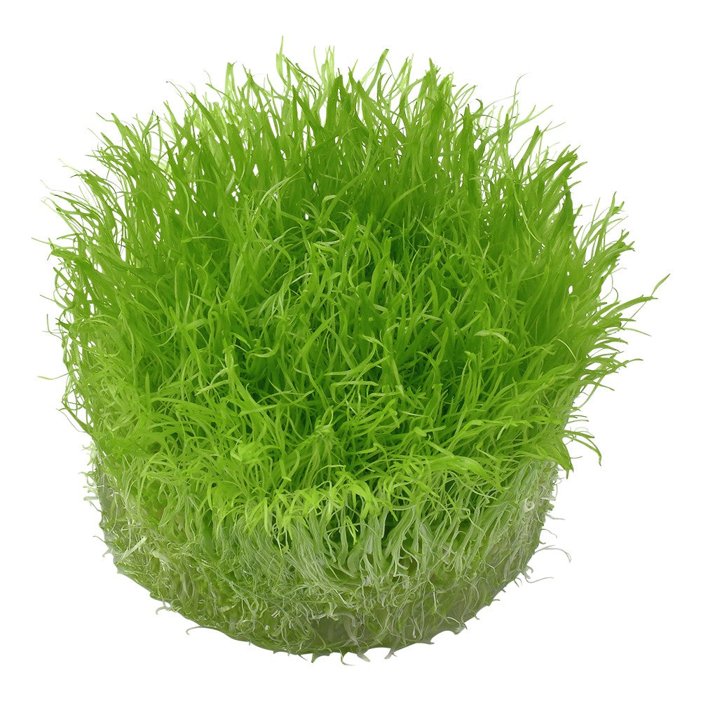 Aquafleur Utricularia graminifolia Easy Grow