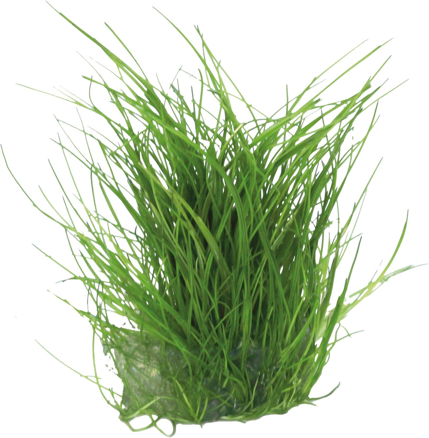 Aquafleur Eleocharis acicularis Easy Grow