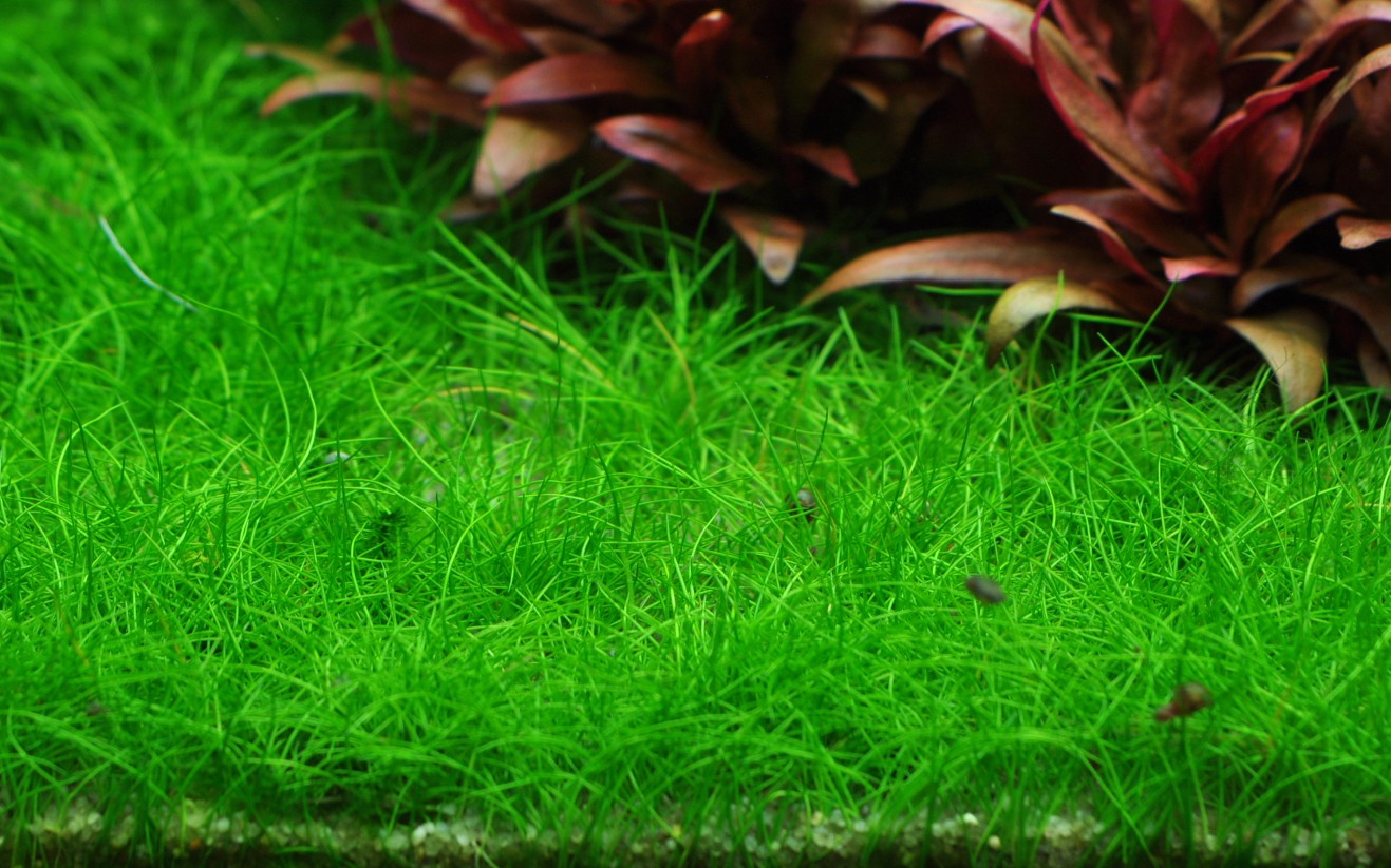 Aquafleur Eleocharis acicularis Easy Grow