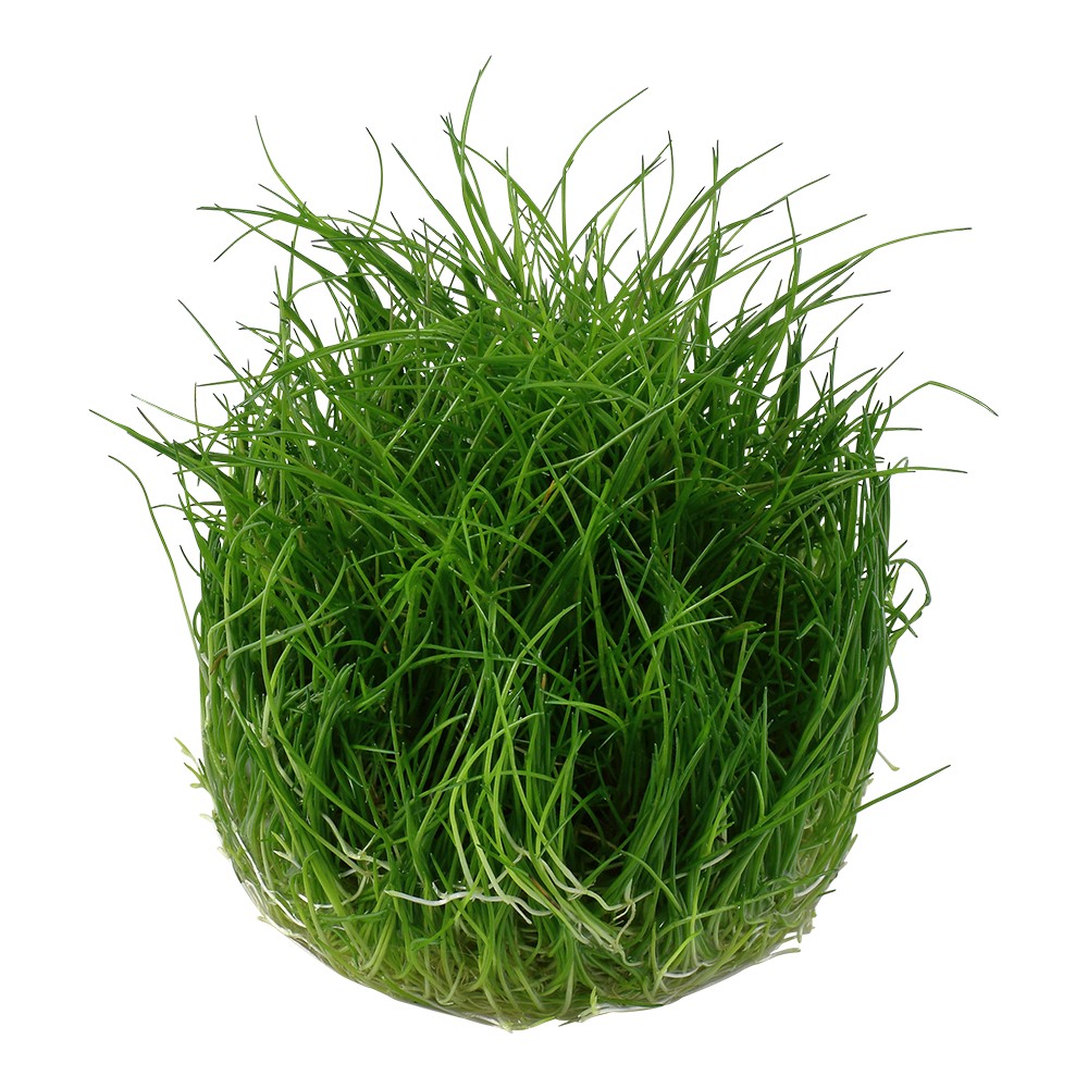 Aquafleur Eleocharis acicularis Easy Grow