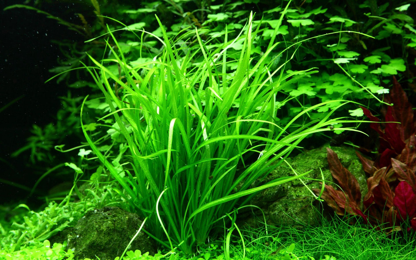 Aquafleur Helanthium tenellum Easy Grow