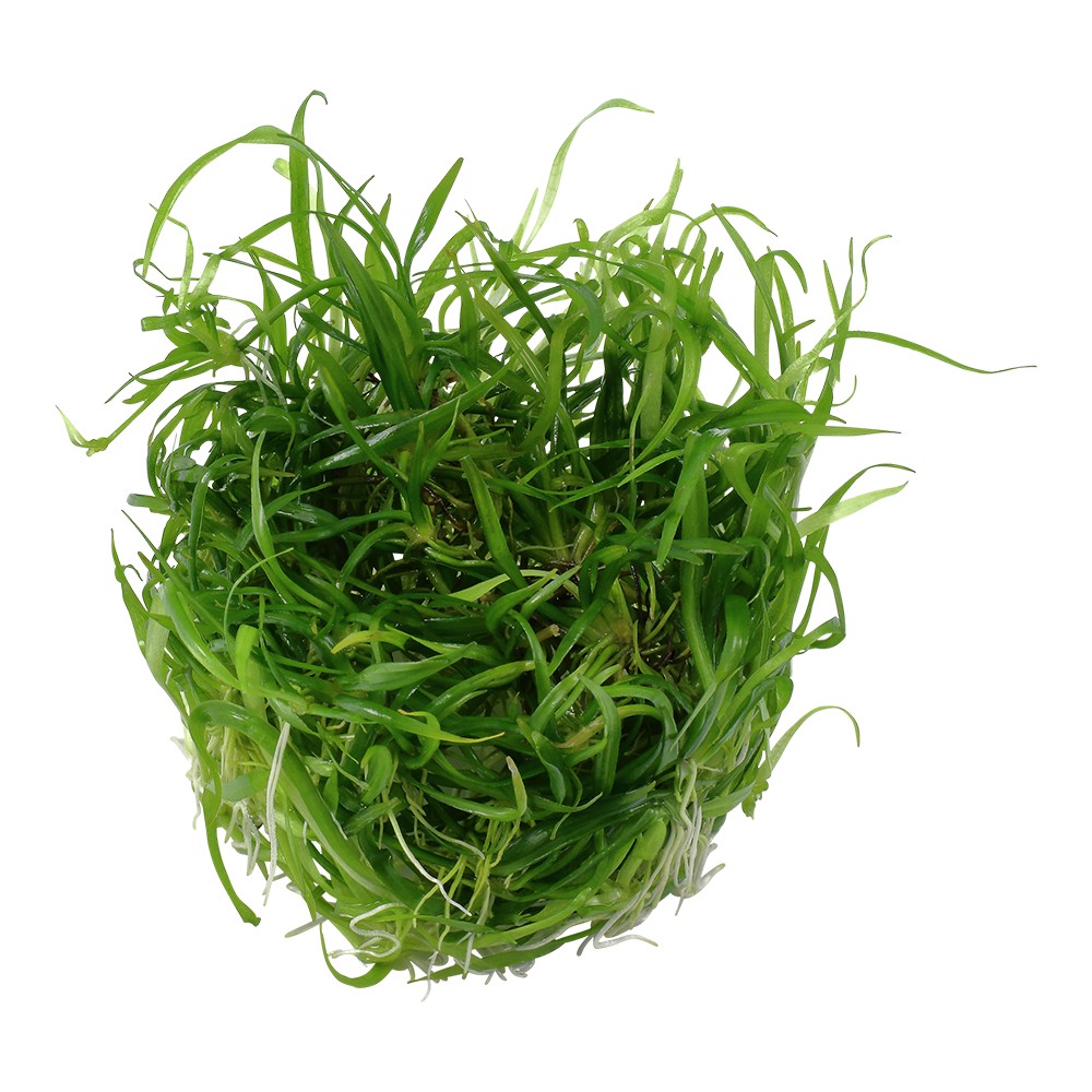 Aquafleur Helanthium tenellum Easy Grow