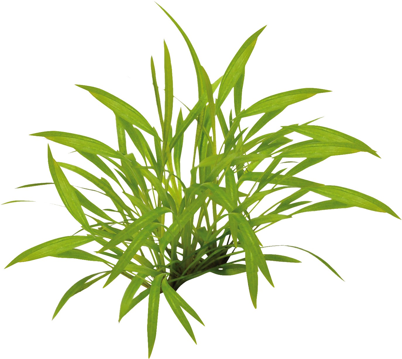 Aquafleur Helanthium tenellum Easy Grow