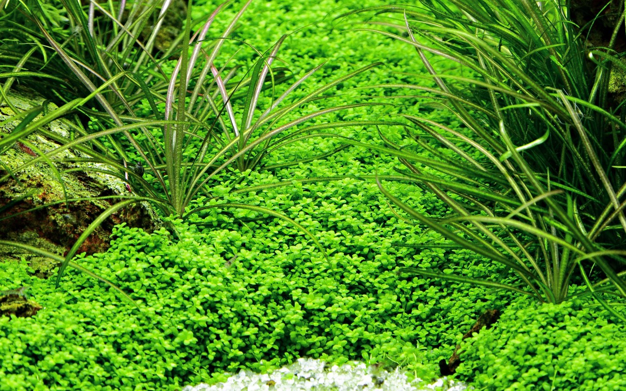 Aquafleur Hemianthus calitrichoides Easy Grow