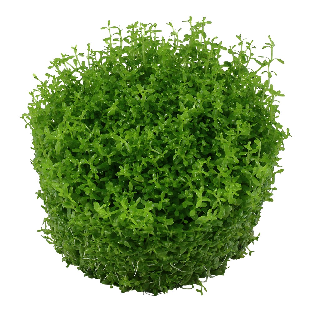 Aquafleur Hemianthus calitrichoides Easy Grow