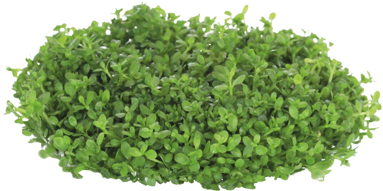 Aquafleur Hemianthus calitrichoides Easy Grow