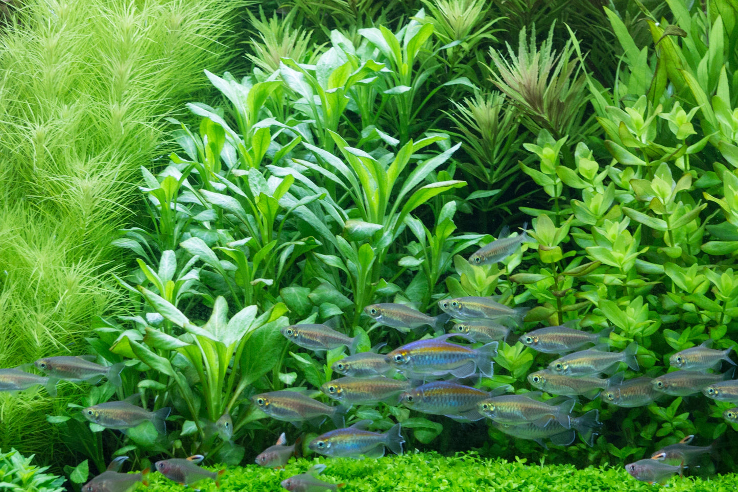Aquafleur Lobelia cardinalis Easy Grow
