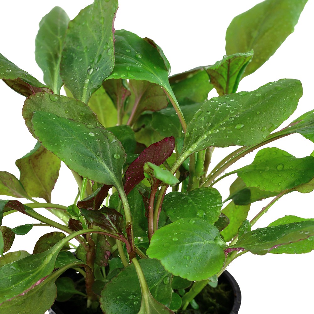 Aquafleur Lobelia cardinalis Easy Grow