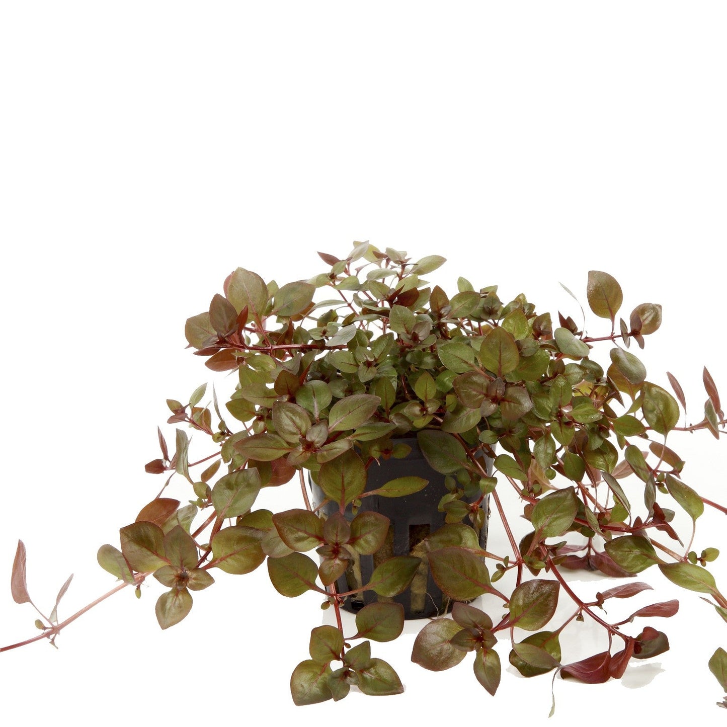 Aquafleur Ludwigia palustris Mini Super Red Easy Grow