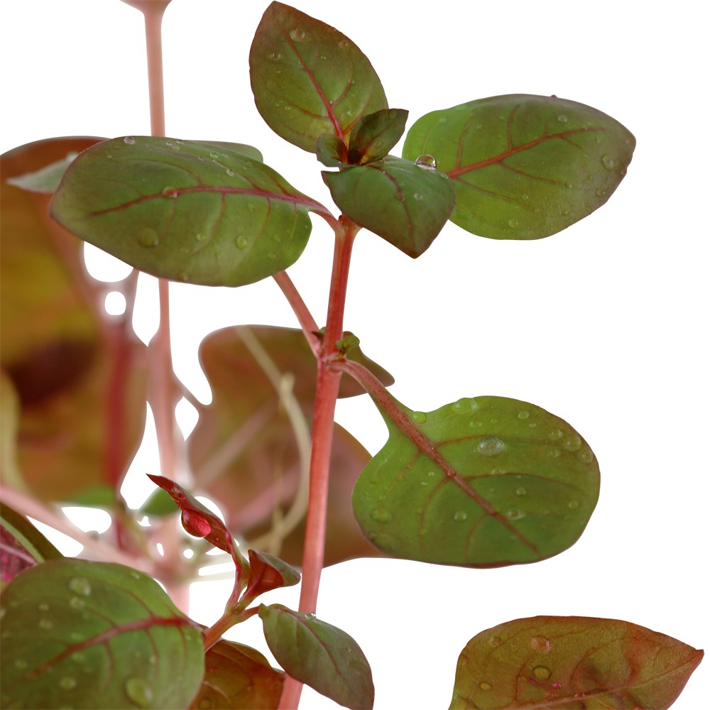Aquafleur Ludwigia palustris Mini Super Red Easy Grow