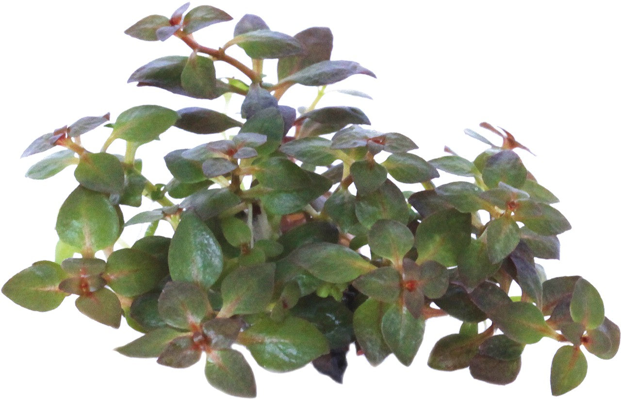 Aquafleur Ludwigia palustris Mini Super Red Easy Grow