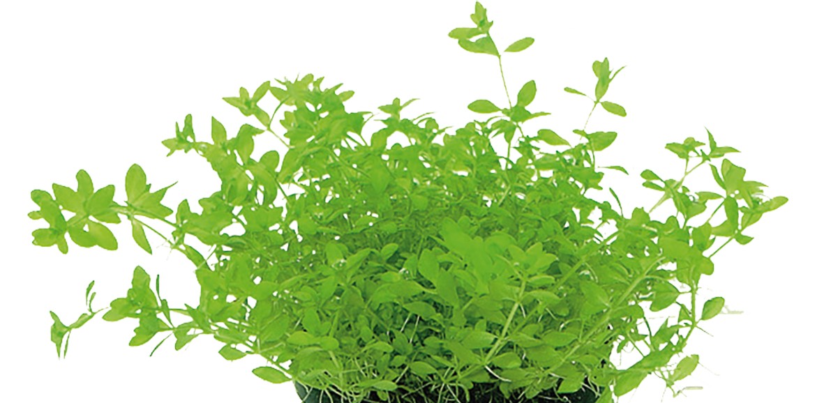 Aquafleur Micranthemum micranthemoides Easy Grow
