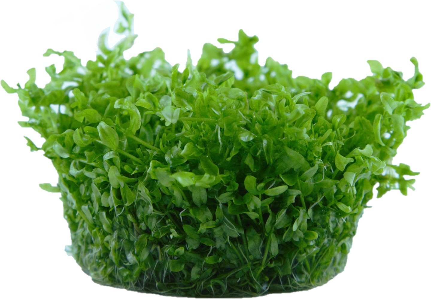 Aquafleur Micranthemum micranthemoides Easy Grow