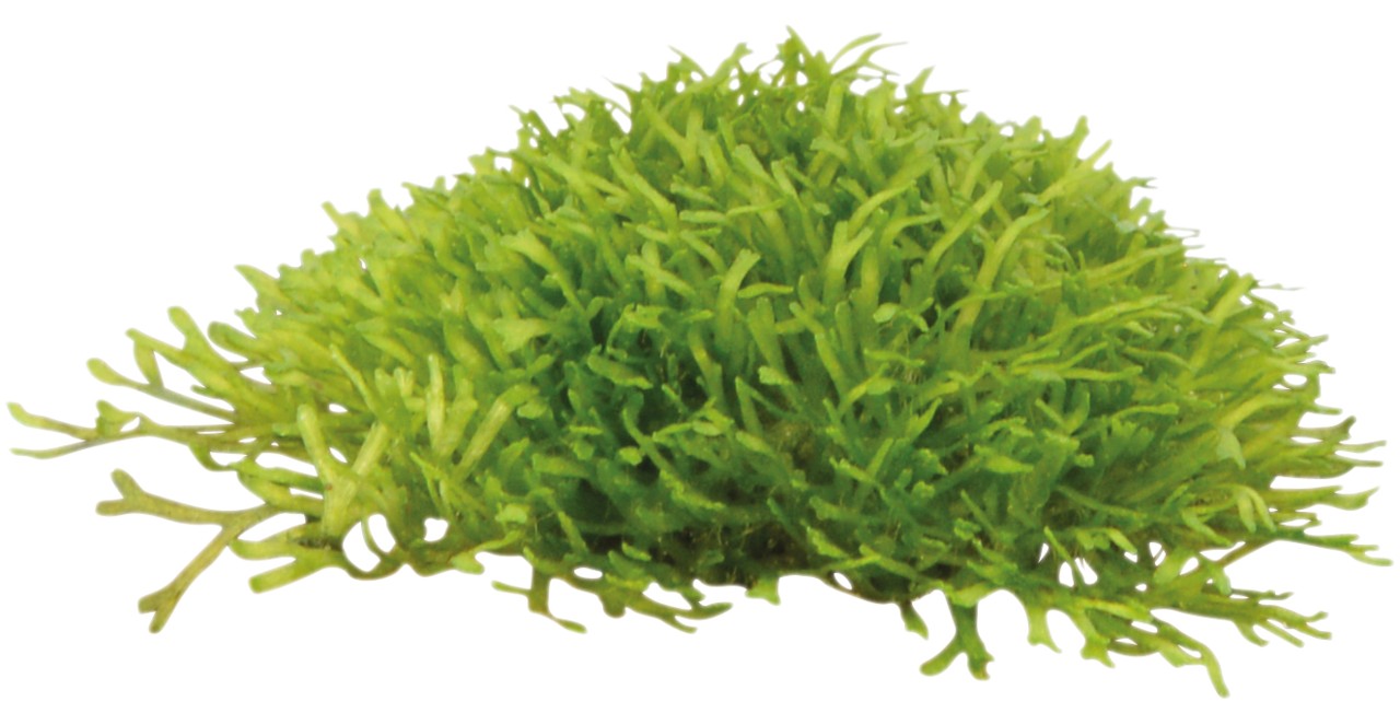 Aquafleur Riccia fluitans Easy Grow