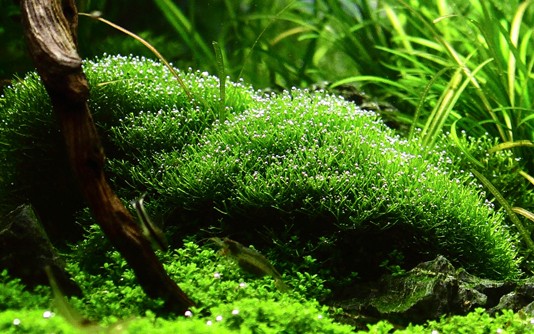 Aquafleur Riccia fluitans Easy Grow