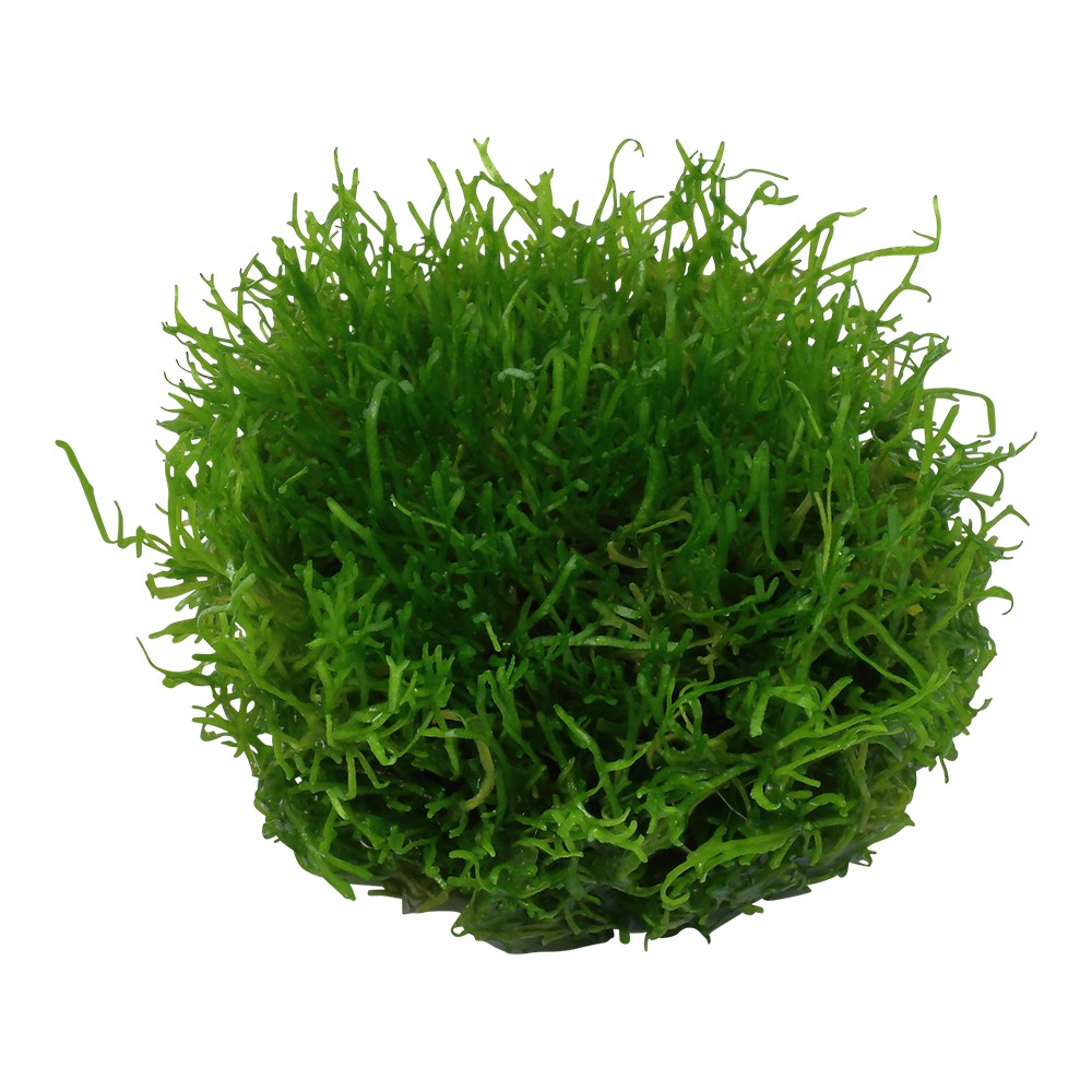 Aquafleur Riccia fluitans Easy Grow