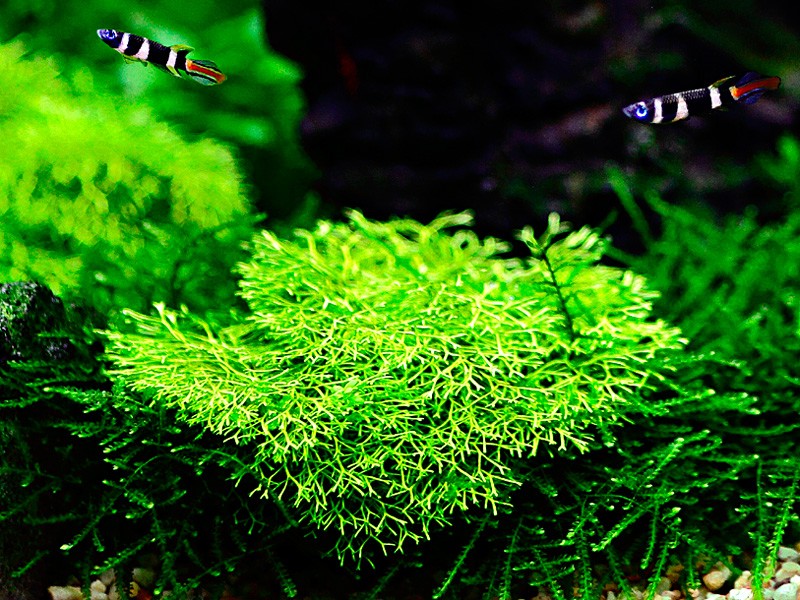 Aquafleur Riccia fluitans Easy Grow