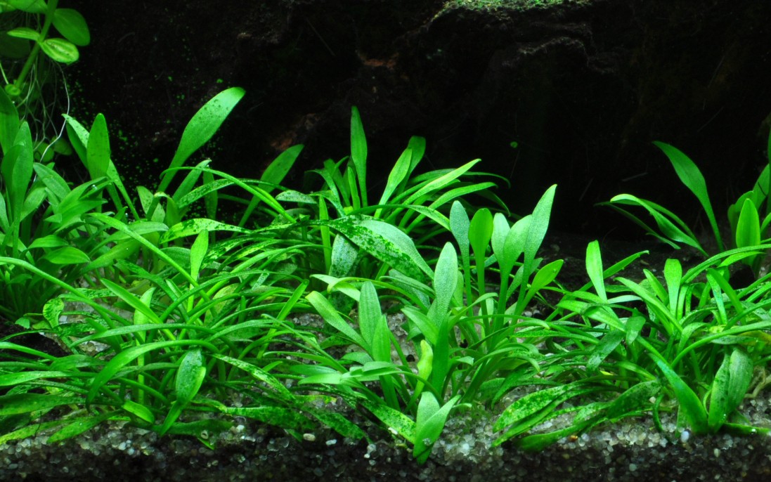 Aquafleur Cryptocoryne parva Easy Grow