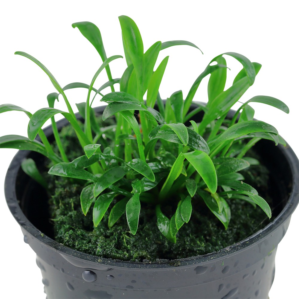 Aquafleur Cryptocoryne parva Easy Grow