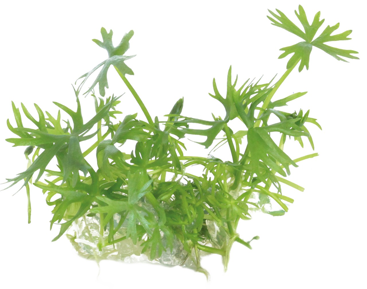Aquafleur Ranunculus inundatus Easy Grow