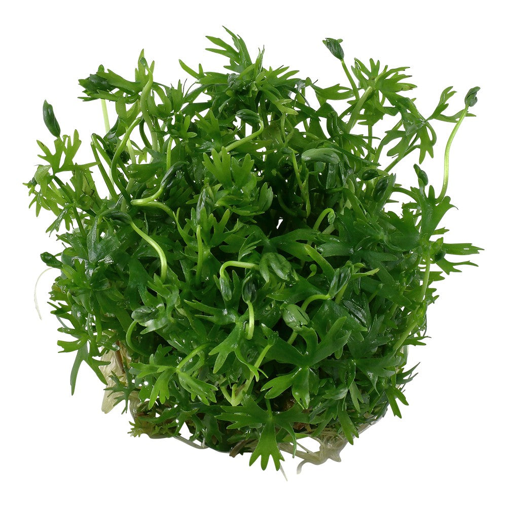 Aquafleur Ranunculus inundatus Easy Grow