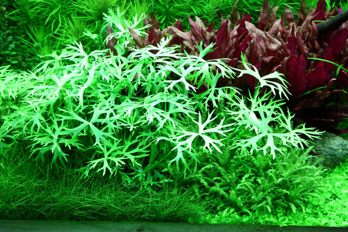 Aquafleur Ranunculus inundatus Easy Grow