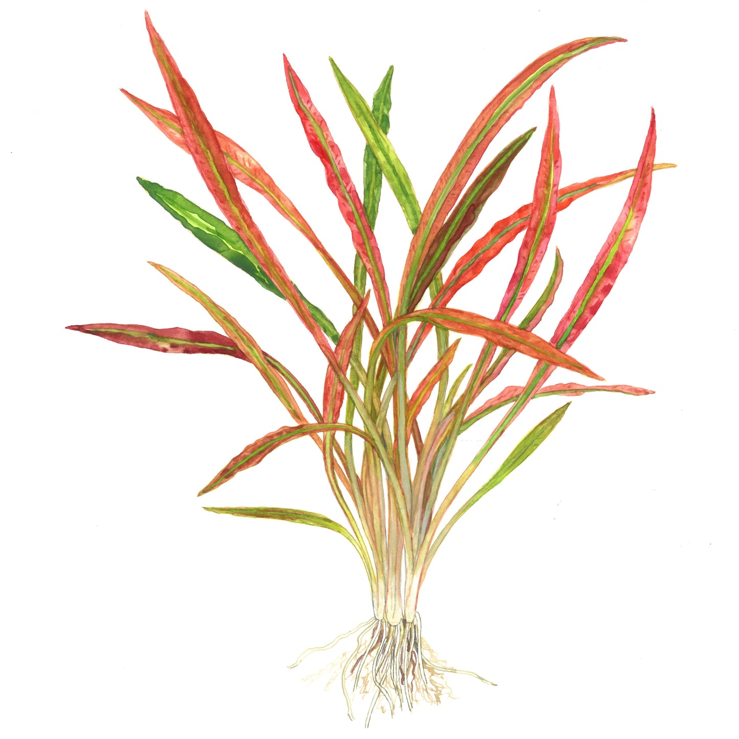 Aquafleur Cryptocoryne spiralis Tiger Easy Grow