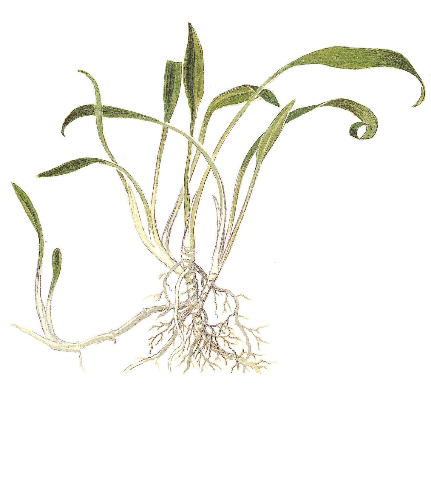 Tropica Cryptocoryne parva 1-2-GROW