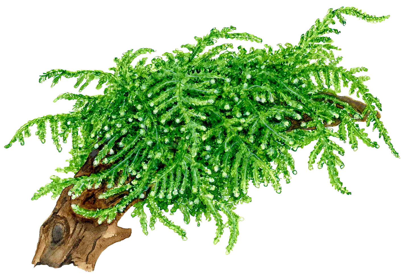 Tropica Vesicularia ferriei Weeping Moss PORTION
