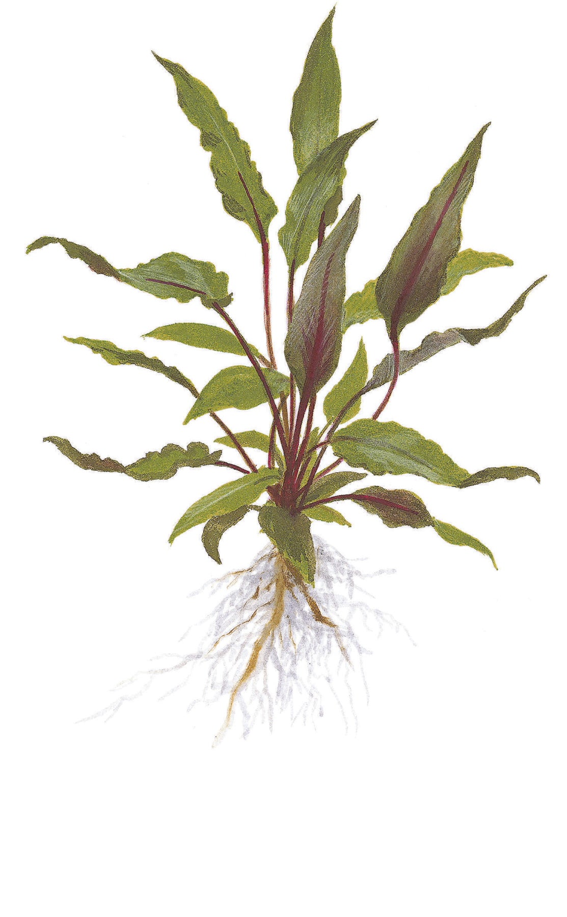 Tropica Cryptocoryne beckettii 'Petchii' PCS