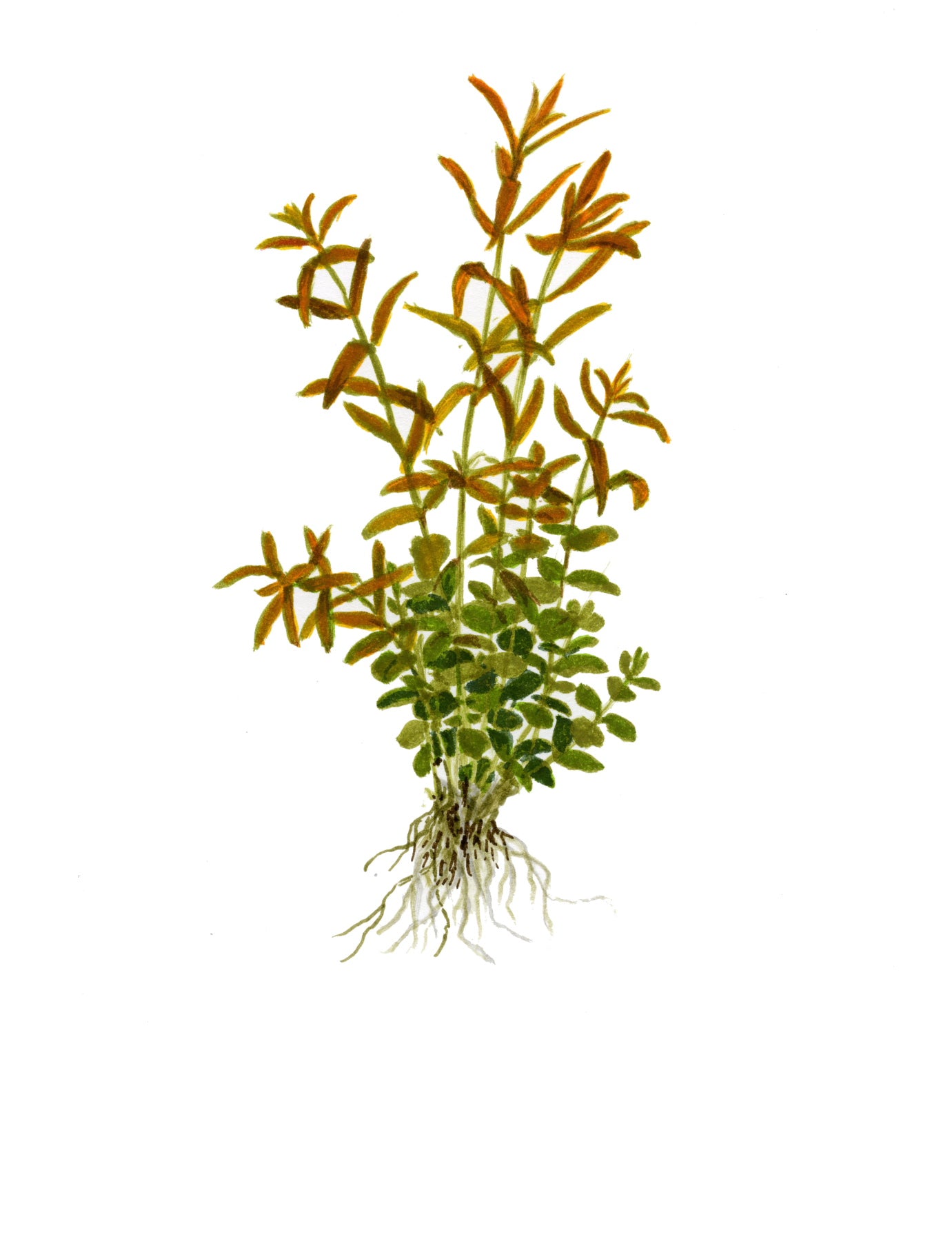 Tropica Rotala rotundifolia Mini Pot