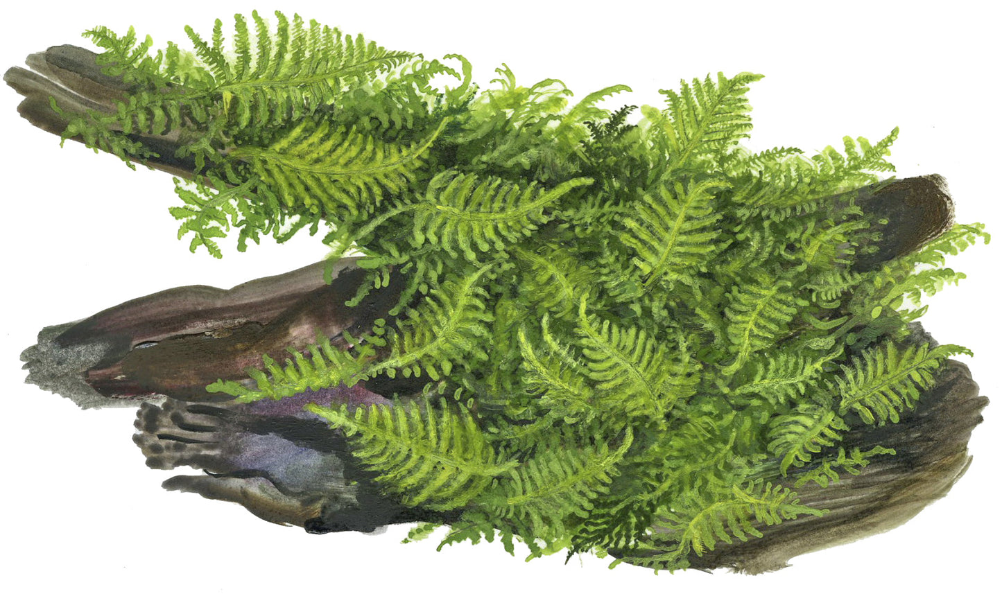Tropica Vesicularia montagnei Christmas Moss PORTION