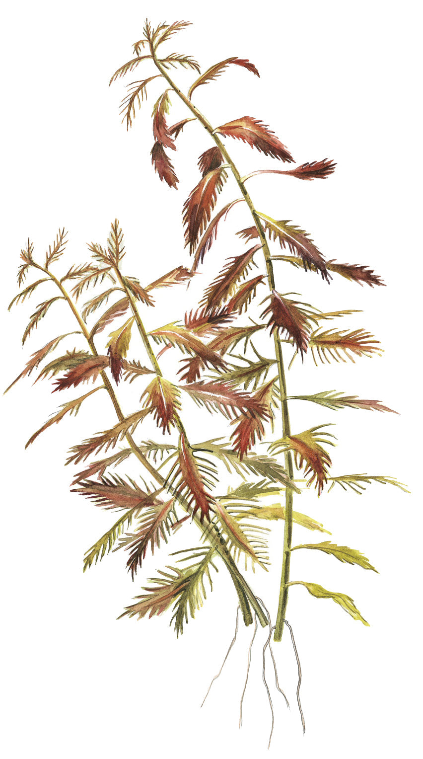 Aquafleur Proserpinaca palustris Easy Grow