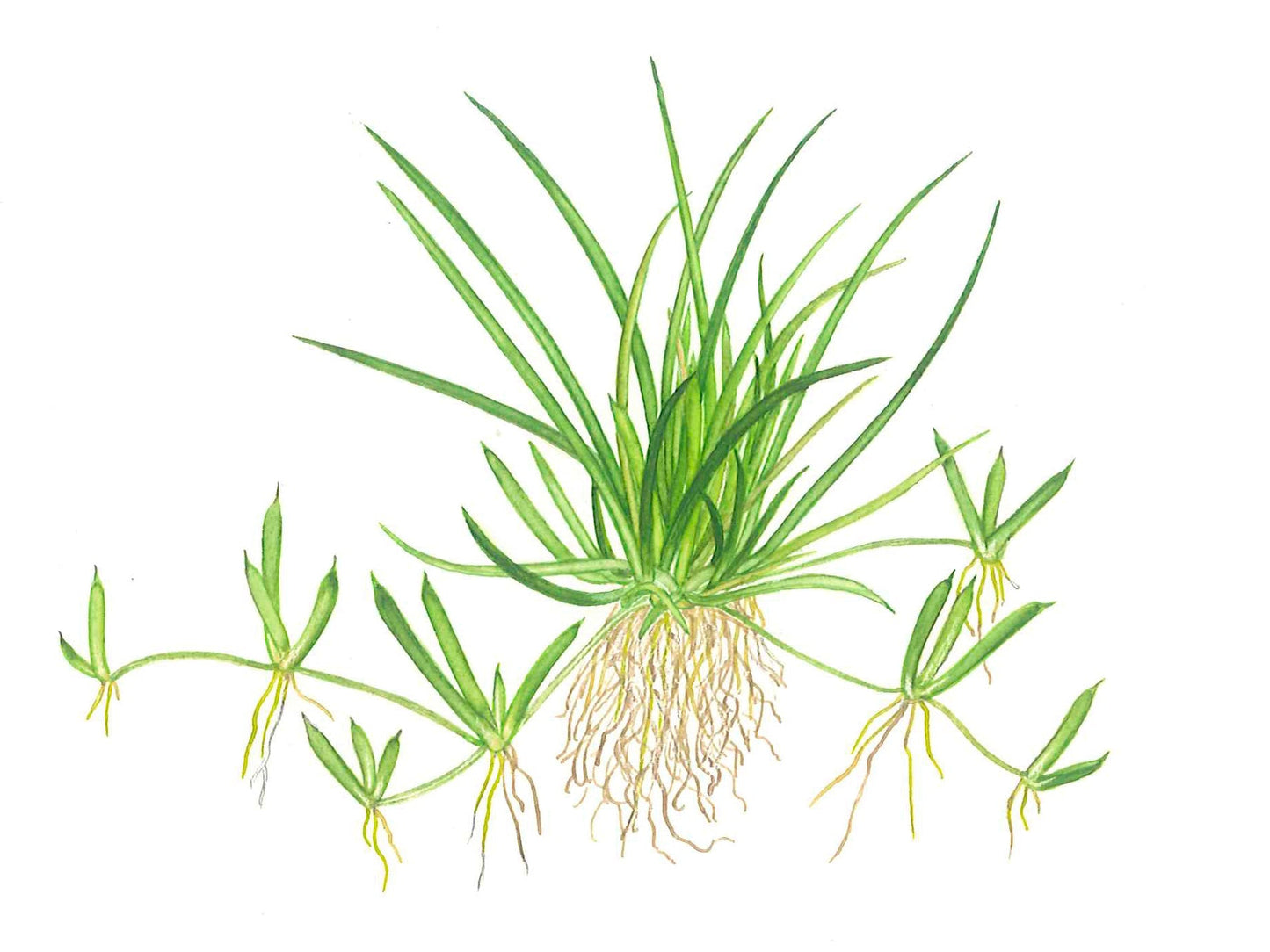 Aquafleur Littorella uniflora Easy Grow