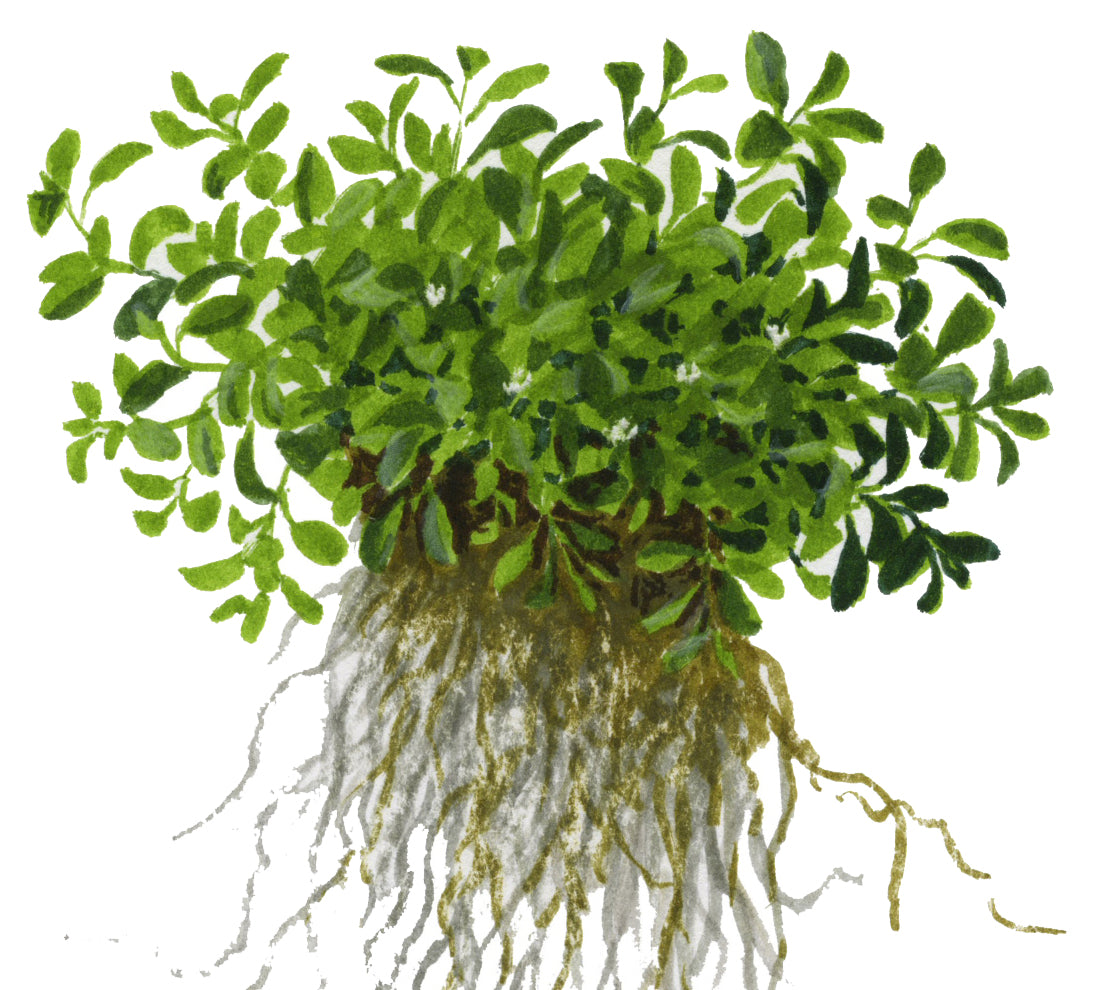 Tropica Glossostigma elatinoides 1-2-GROW