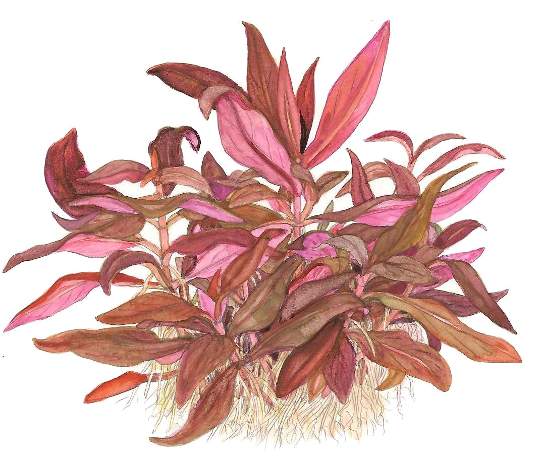 Tropica Alternanthera reineckii 'mini' 1-2-GROW
