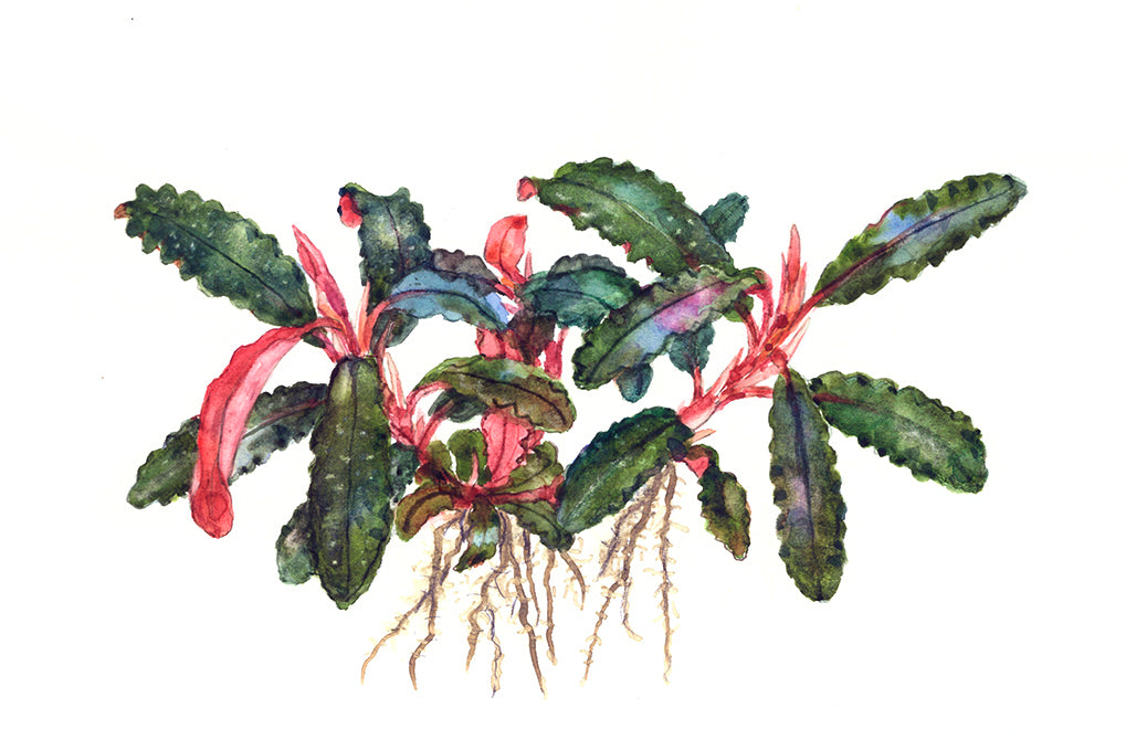 Aquafleur Bucephalandra biblis Easy Grow