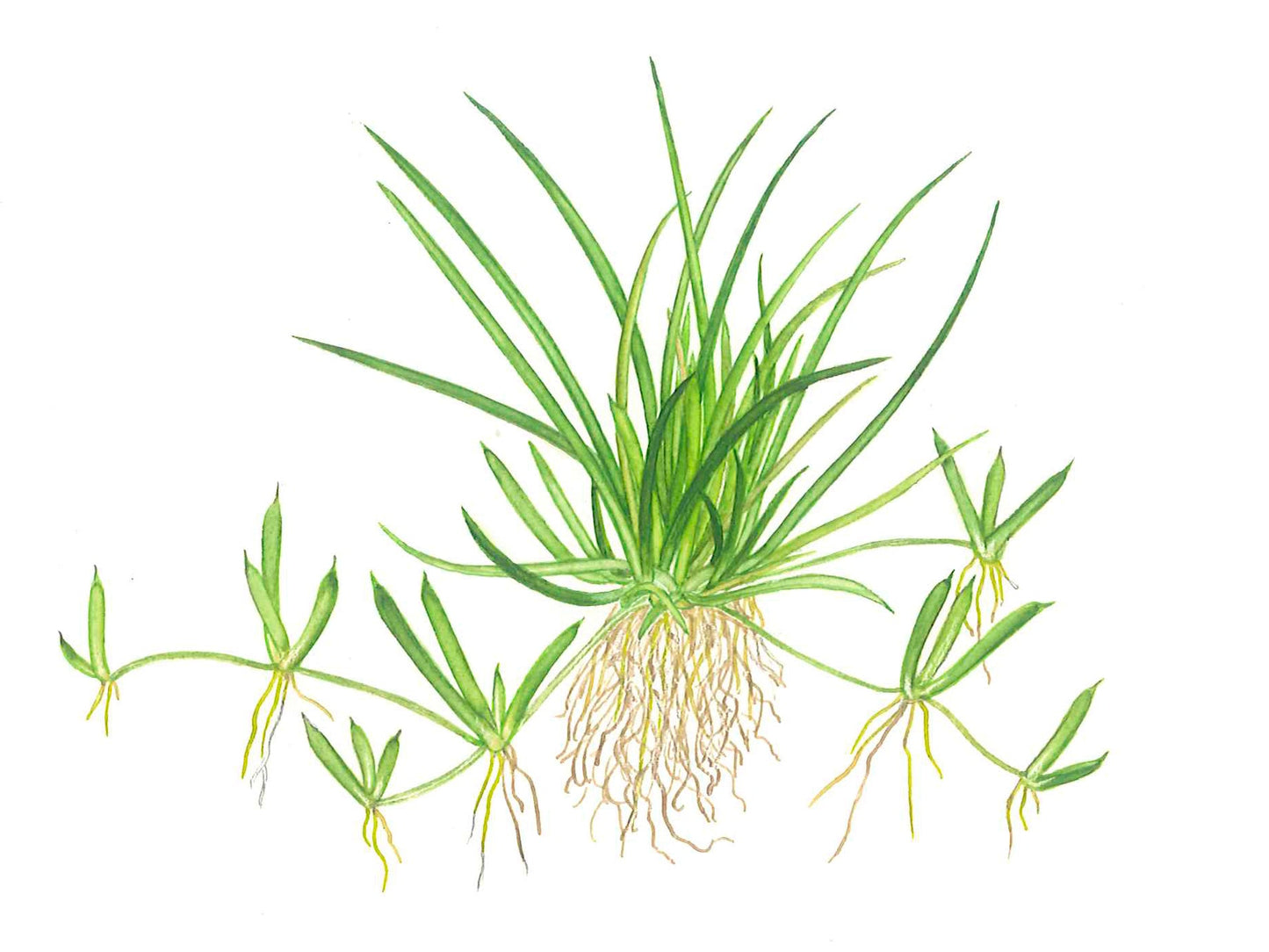 Dennerle Littorella uniflora Plant-It