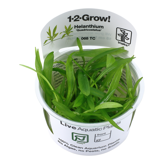 Tropica Helanthium Quadricostatus 1-2-GROW