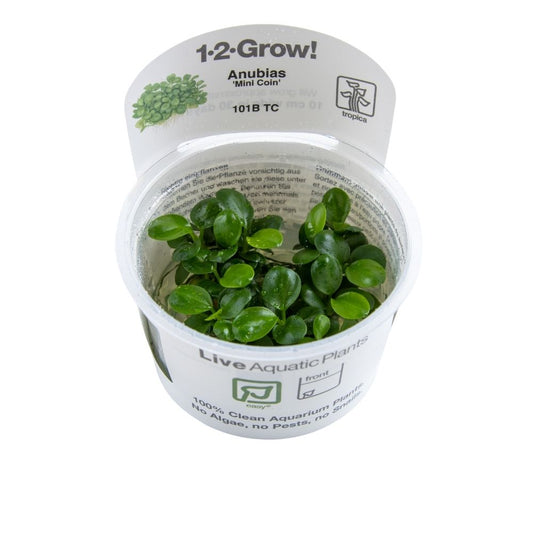 Tropica Anubias 'Mini Coin' 1-2-GROW