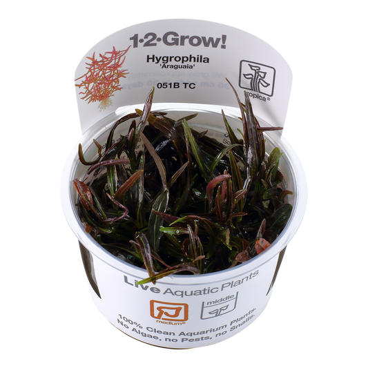 Tropica Hygrophila Araguaia 1-2-GROW
