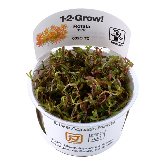 Tropica Rotala rotundifolia H'ra 1-2-GROW