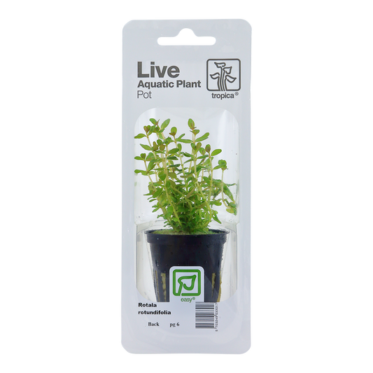 Tropica Rotala rotundifolia PCS
