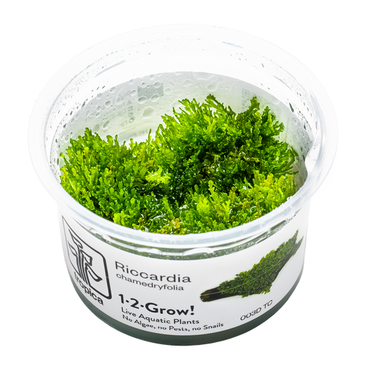 Tropica Riccardia chamedryfolia 1-2-GROW