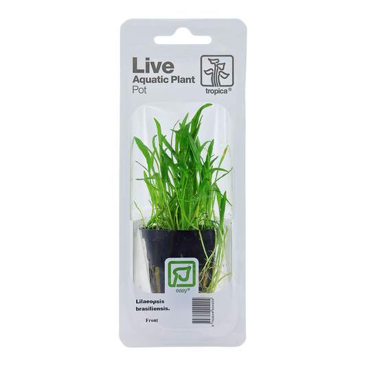 Tropica Lilaeopsis brasiliensis PCS